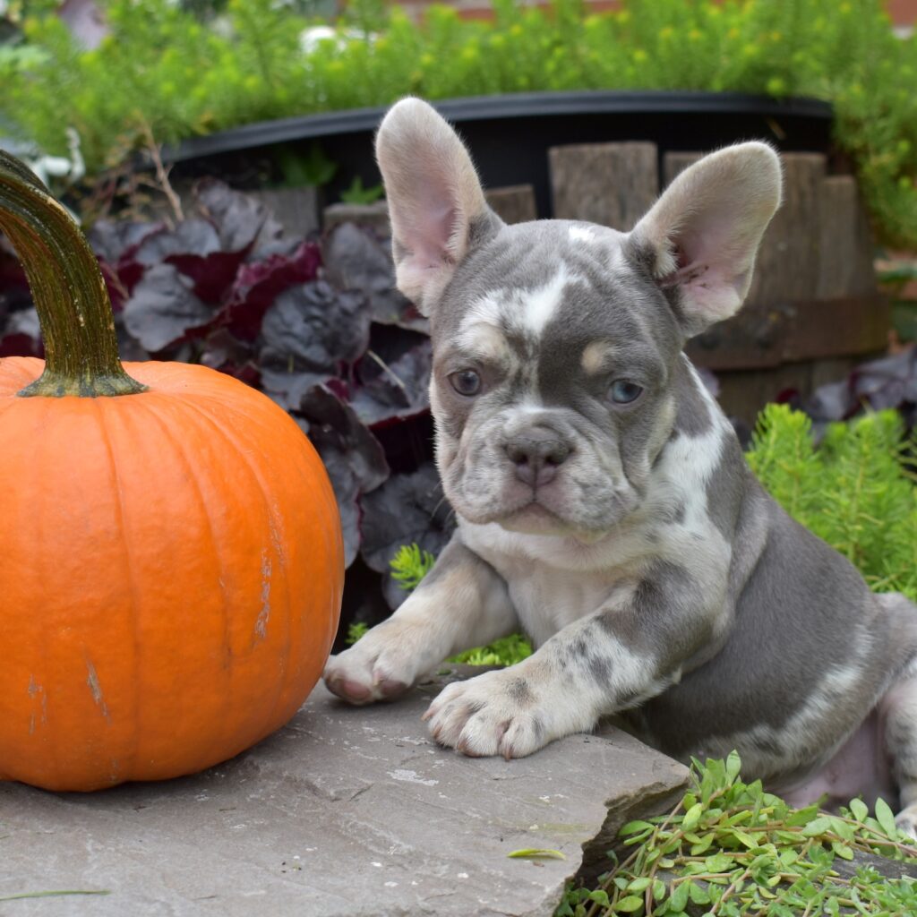 lilac and tan french bulldogs