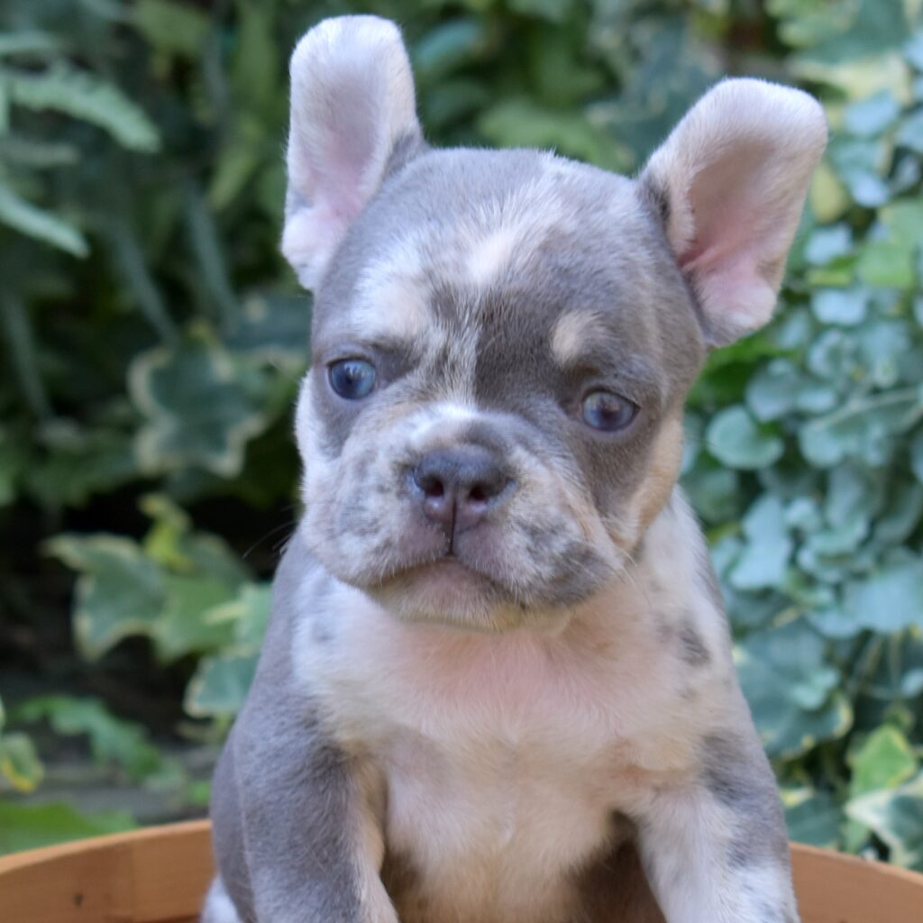 lilac and tan french bulldogs