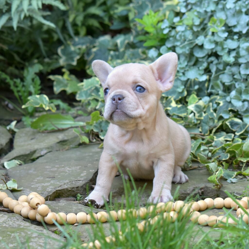 lilac frenchies