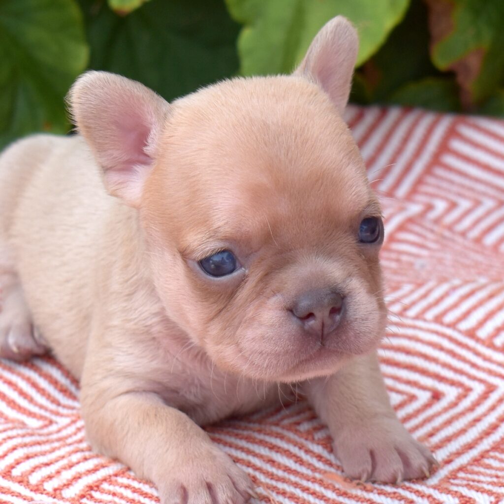 lilac frenchies
