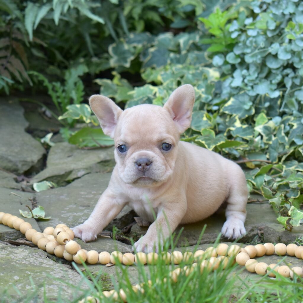 lilac frenchies for sale