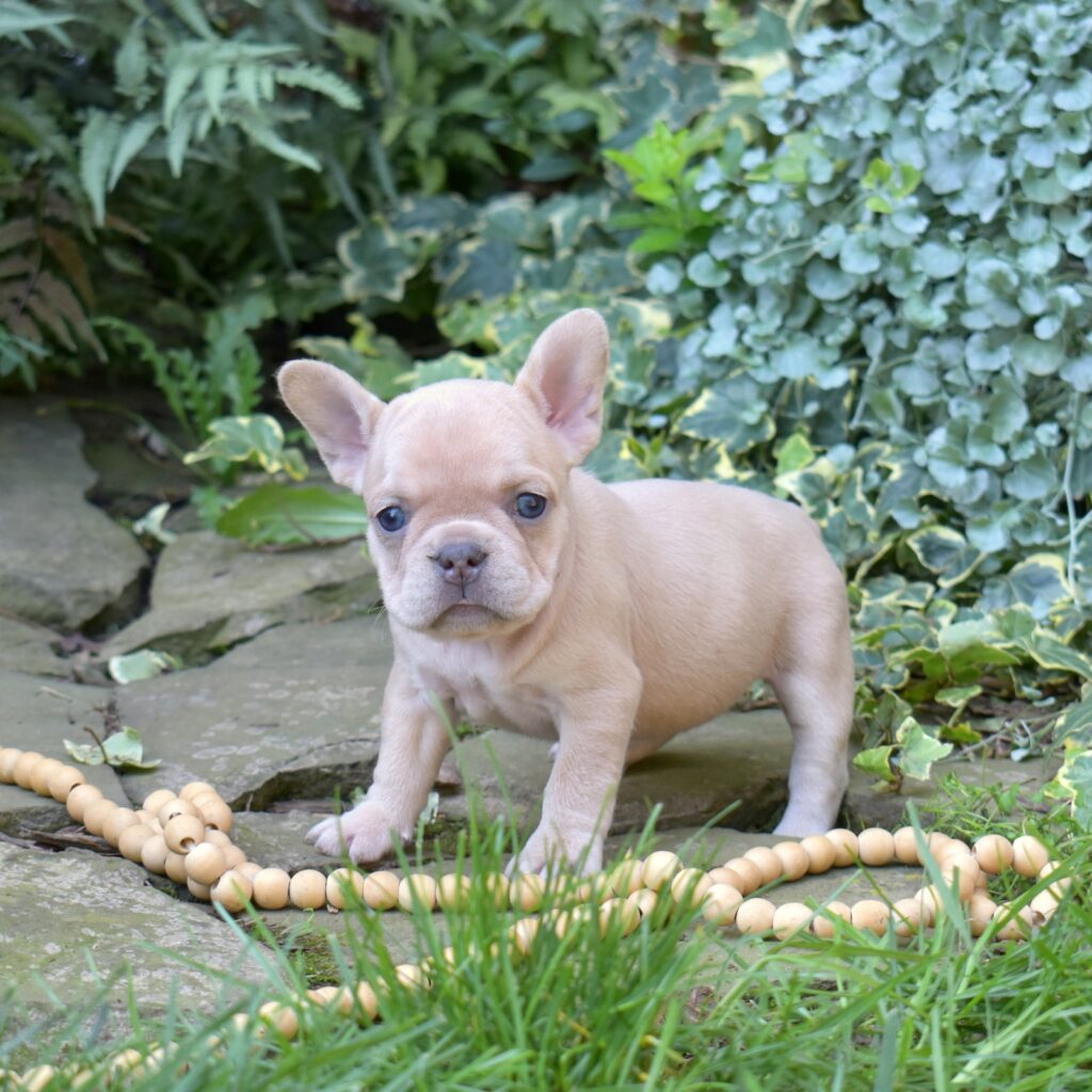 lilac frenchies for sale at sweet dream puppies