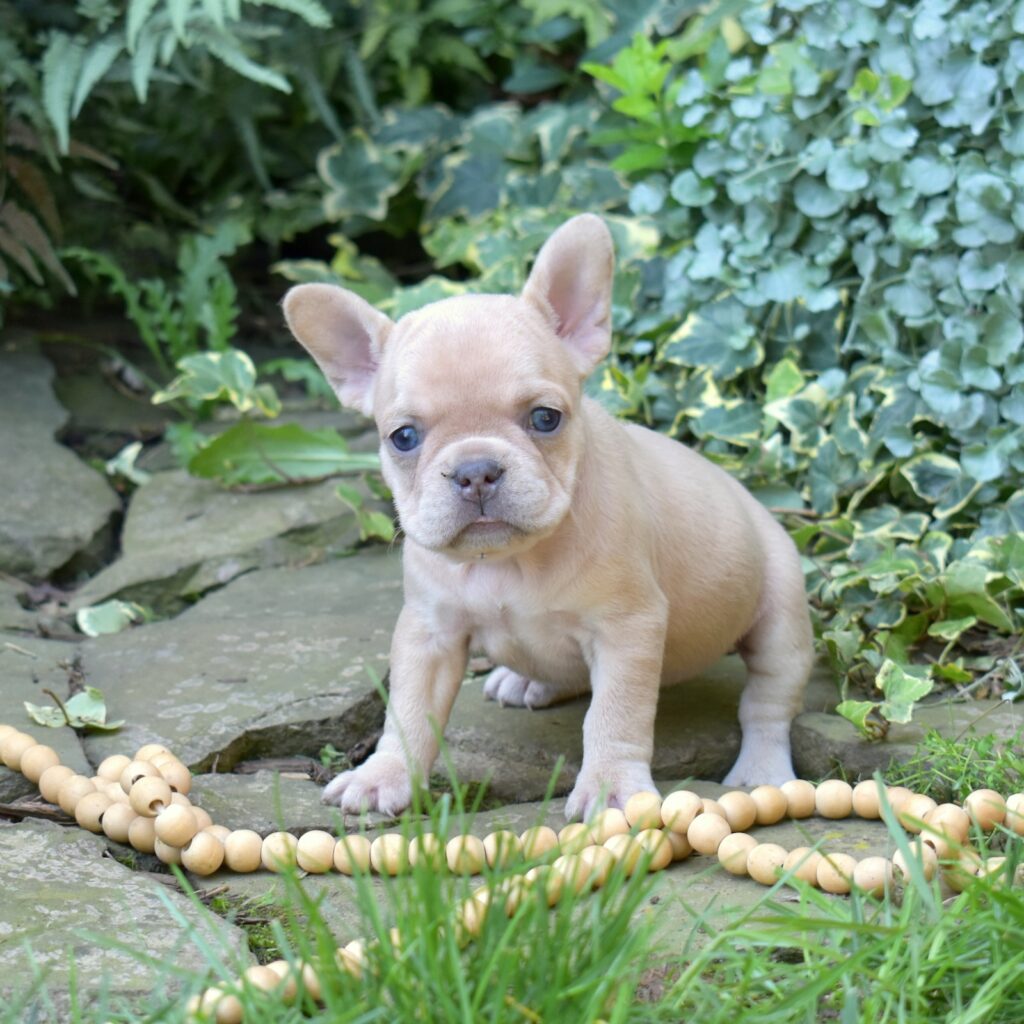 lilac frenchies for sale near me
