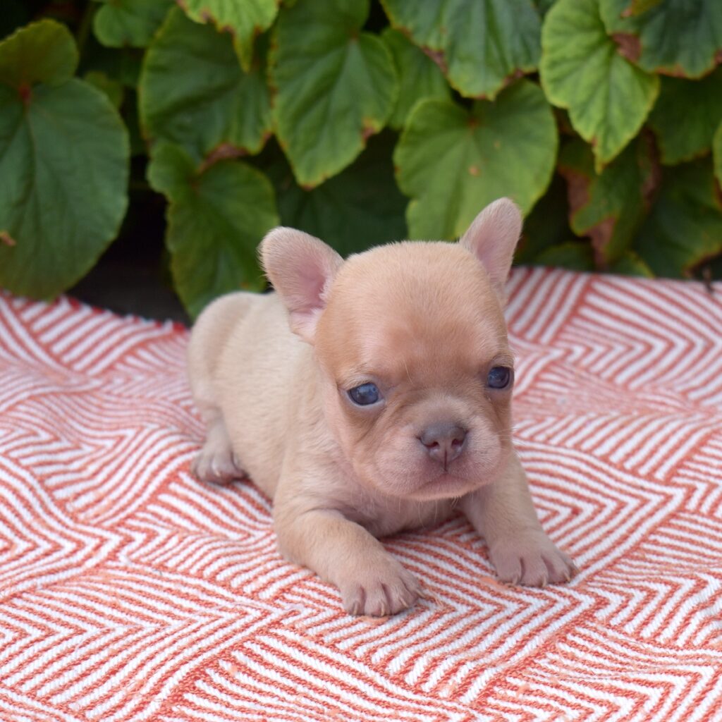 lilac frenchies for sale near me pa