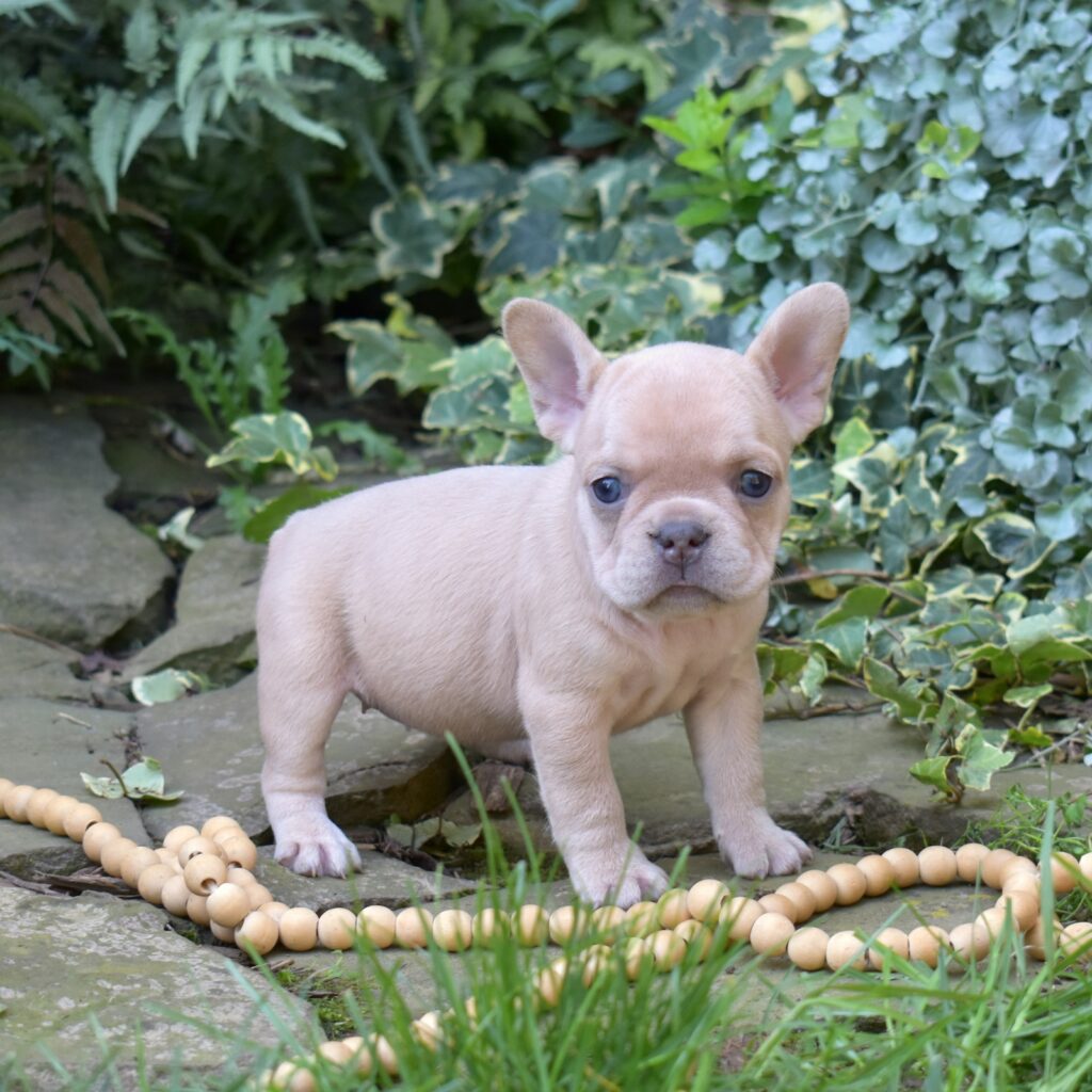 lilac frenchies near me for sale