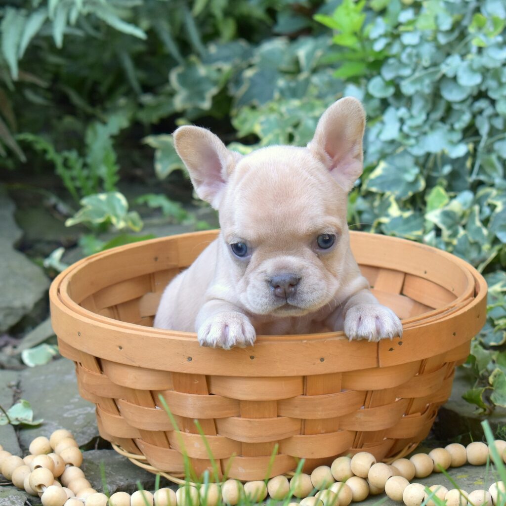 lilac frenchies pa