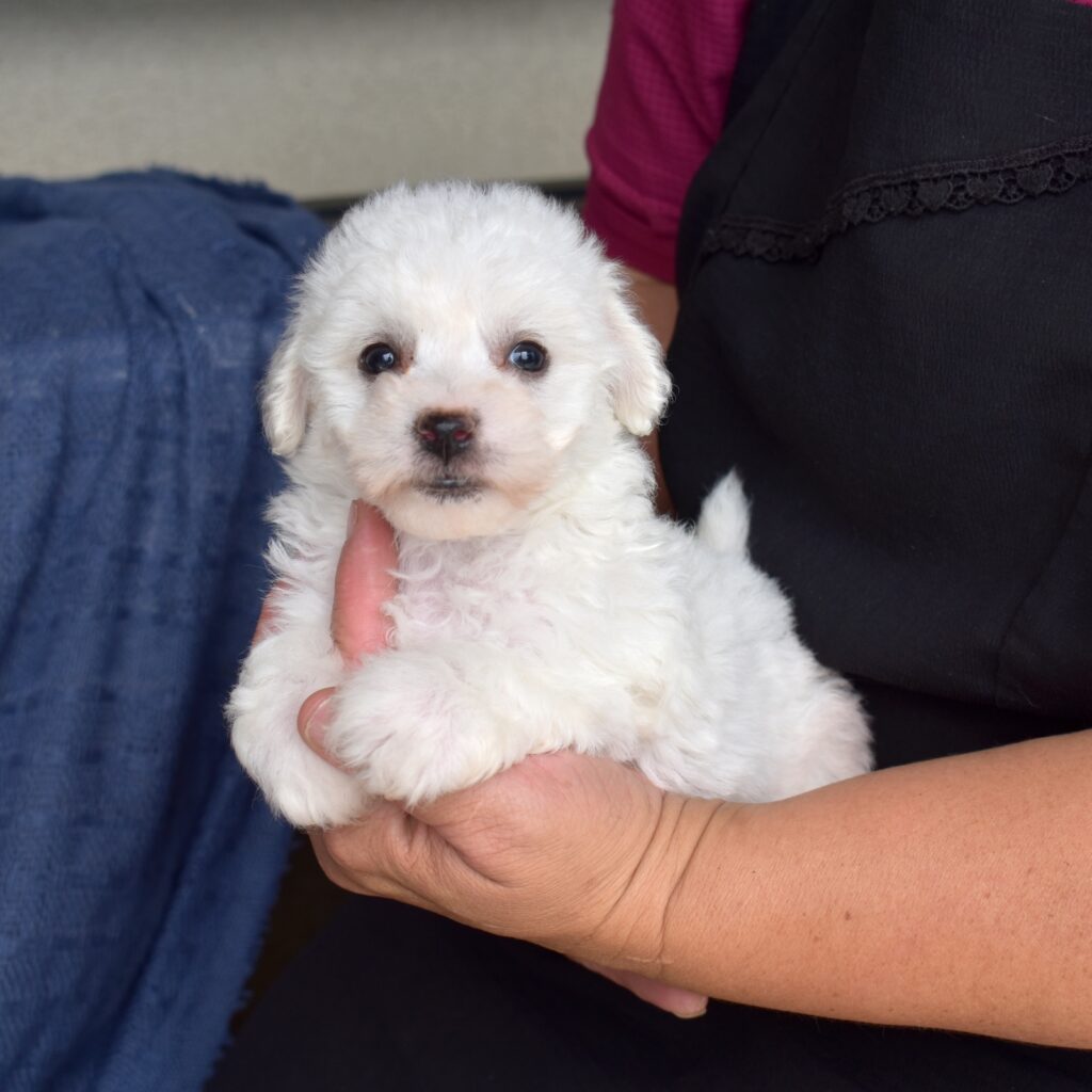 mini bichon