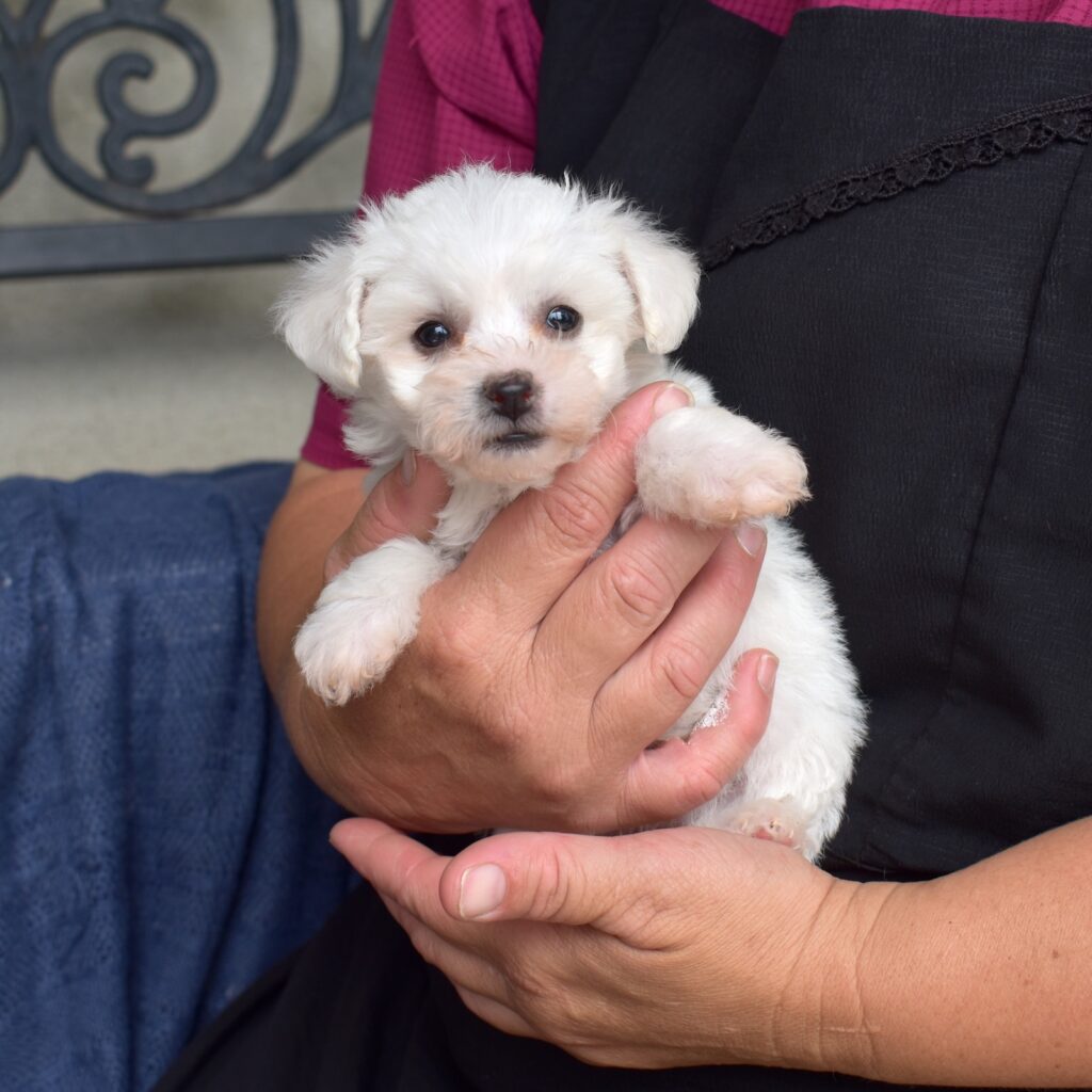 mini bichon frise
