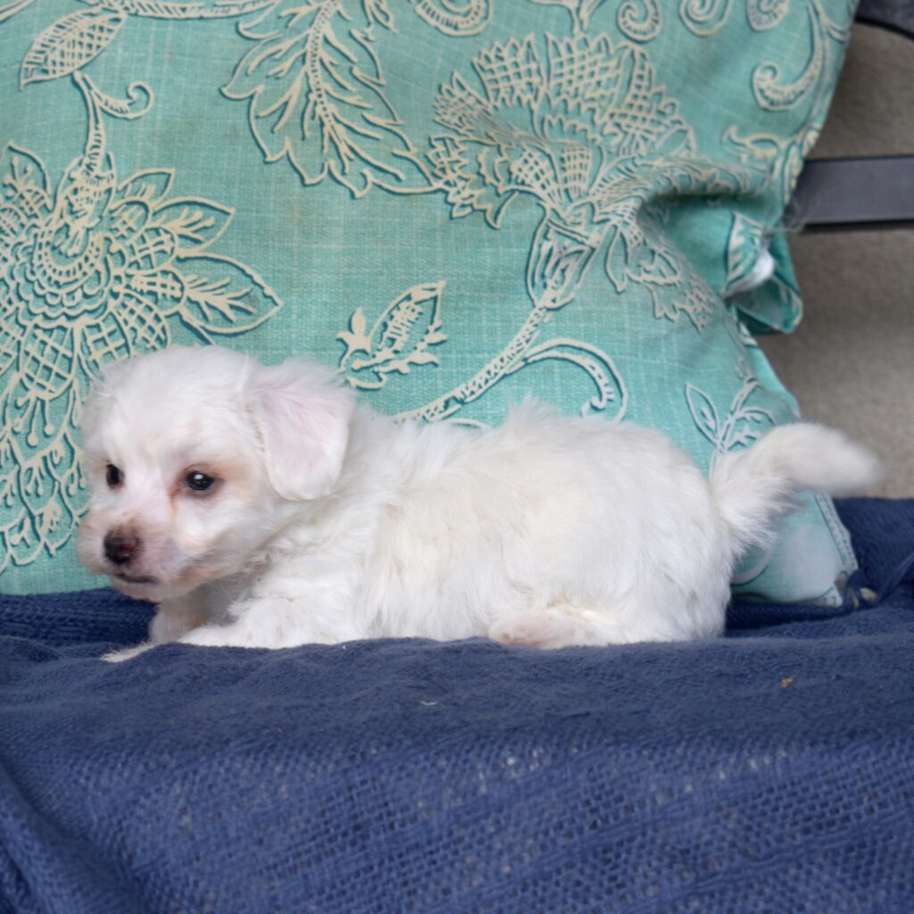 mini bichon frise for sale in pa