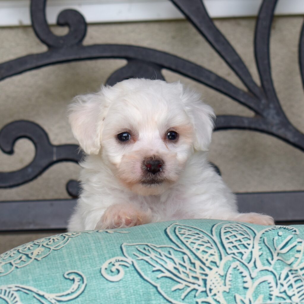 mini bichon frise for sale near me