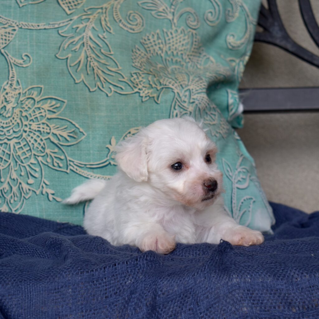 mini bichon frise for sale near me(1)