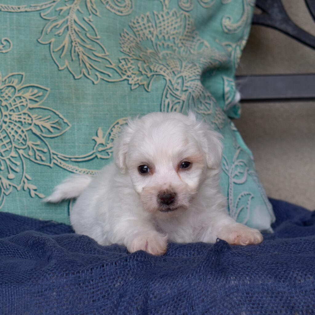 mini bichon frise for sale new jersey