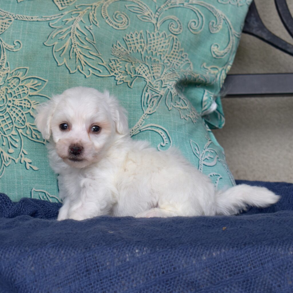 mini bichon frise for sale pa
