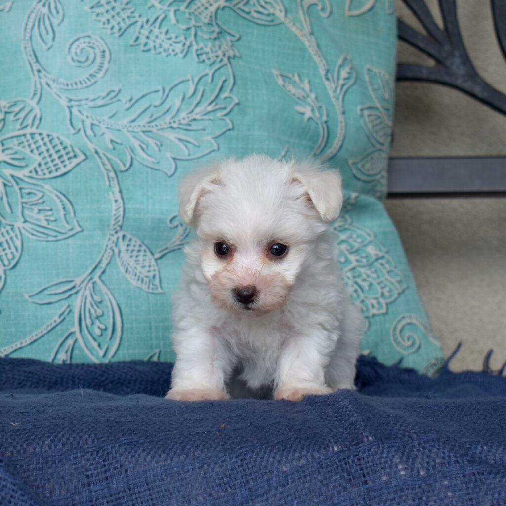 mini bichon frise near me for sale_