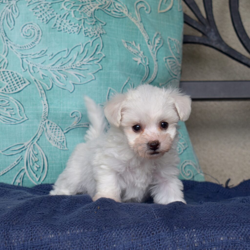 mini bichon frise puppies