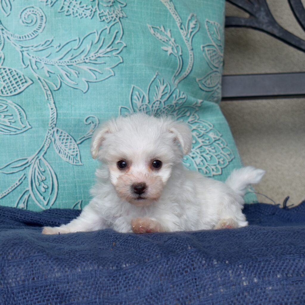mini bichon frise puppies near me