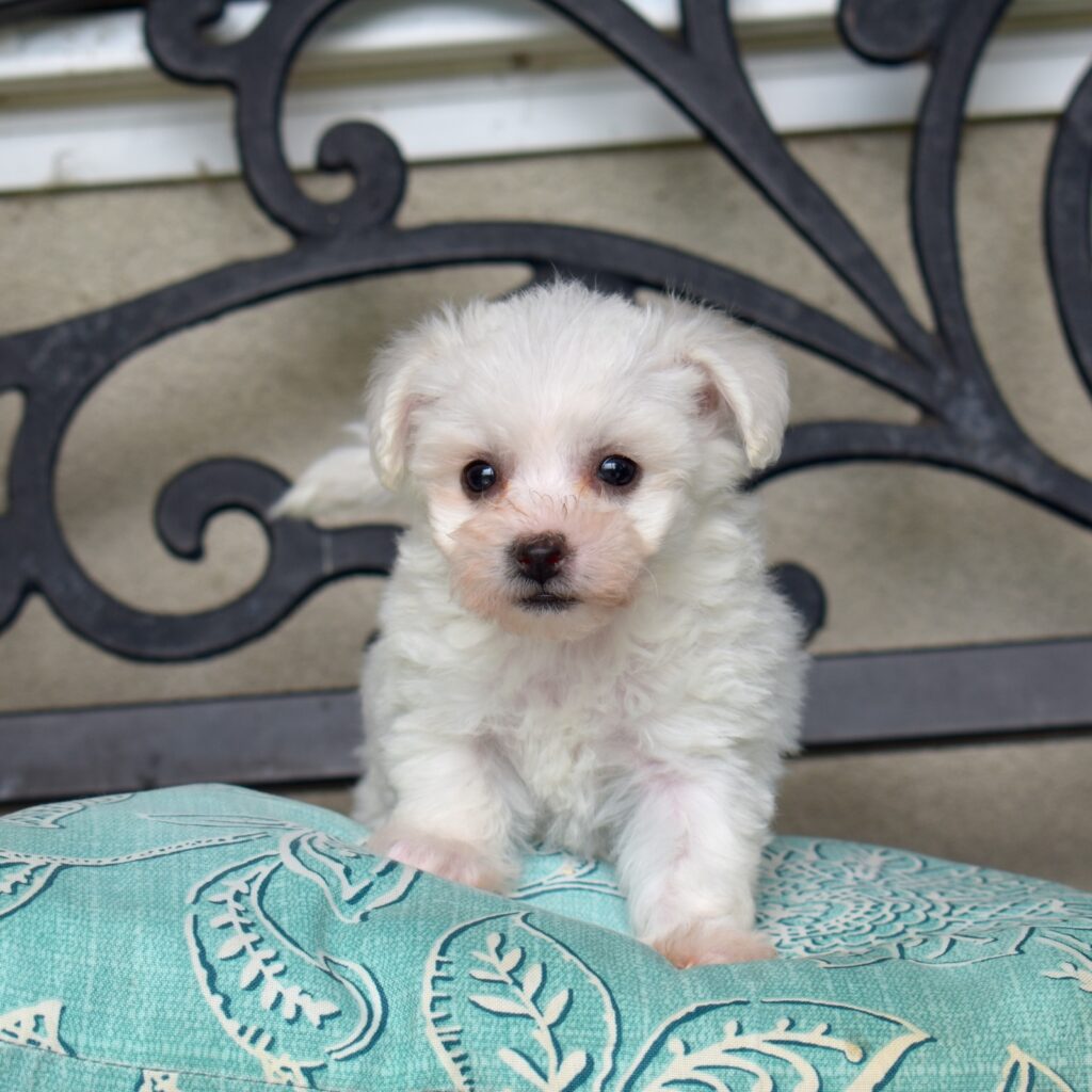 mini bichon frise puppy