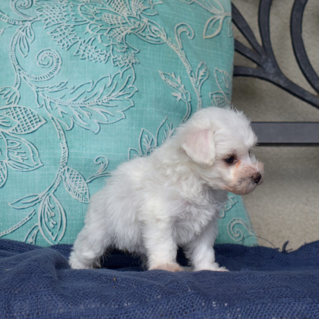 mini bichon frise puppy for sale