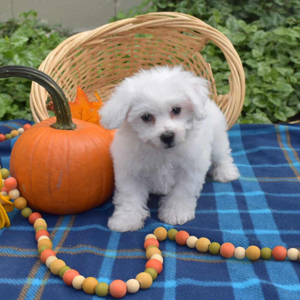 mini bichon frises for sale
