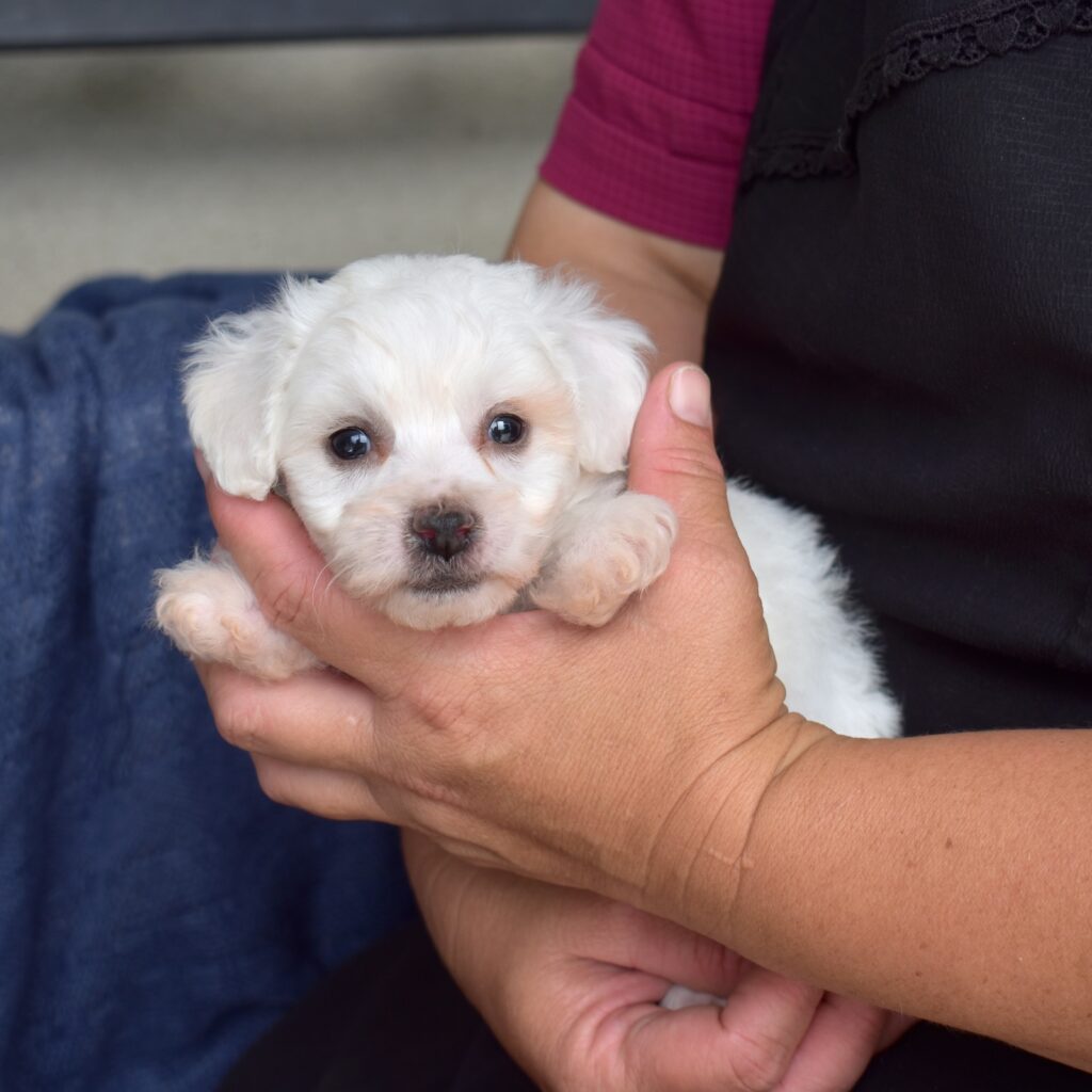 mini bichon frises for sale