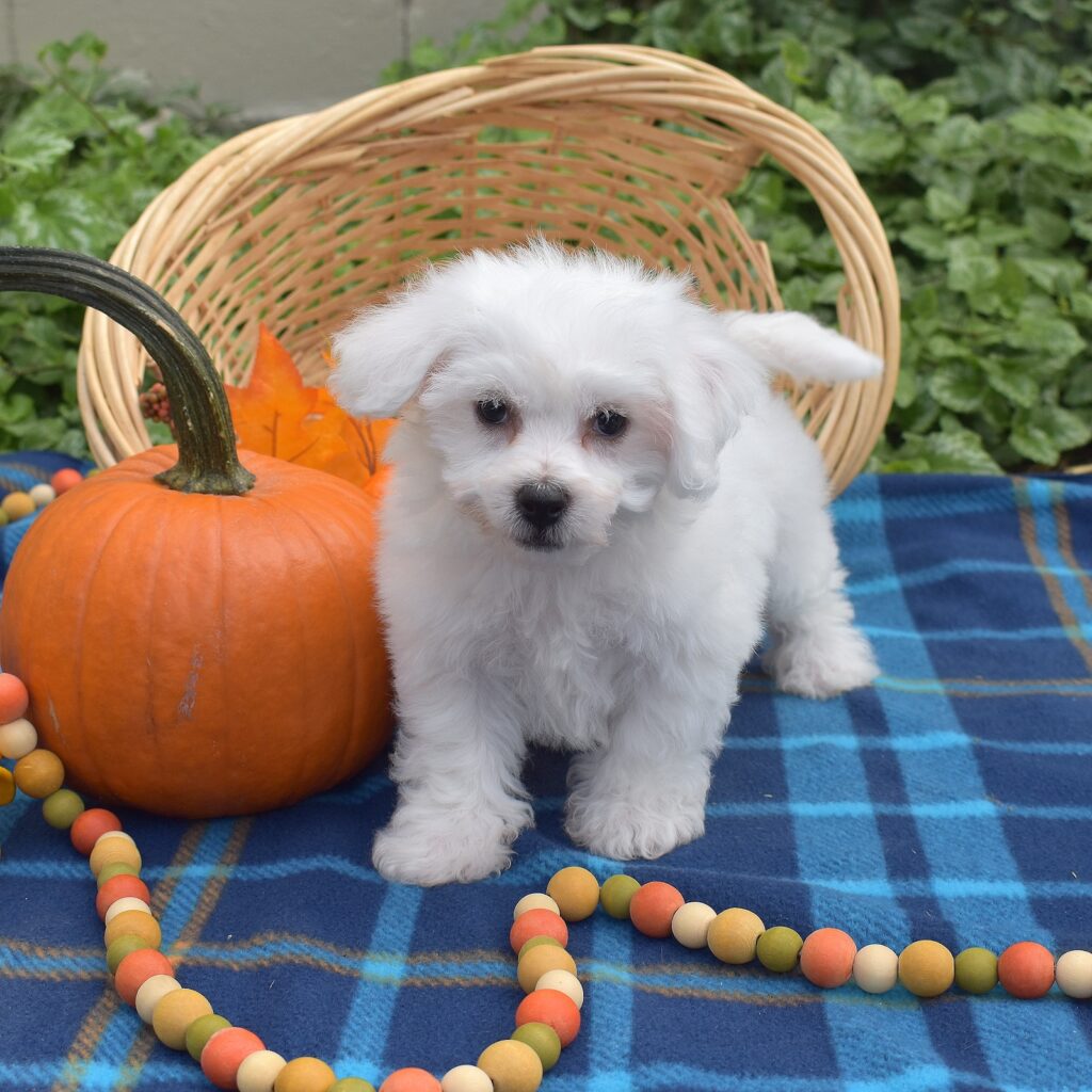 mini bichon frises for sale in pa