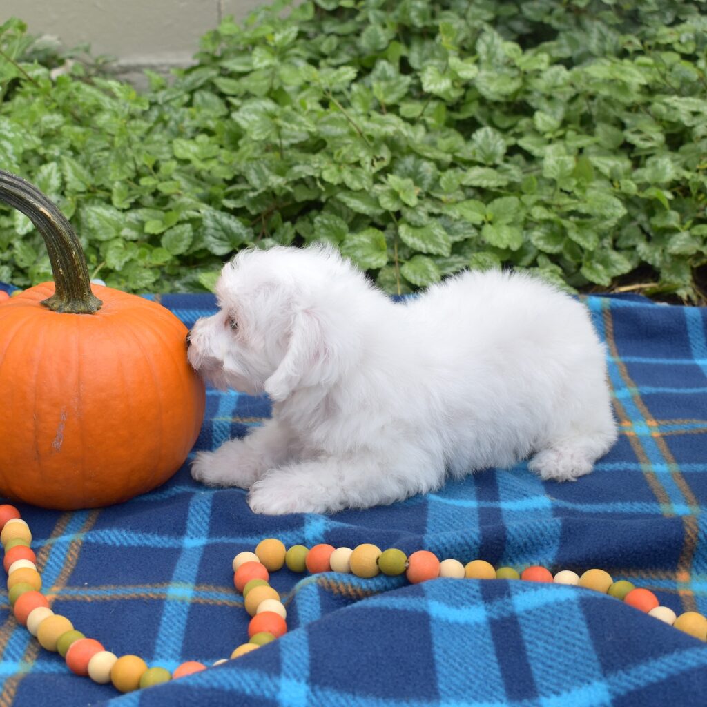 mini bichon frises for sale lancaster pa