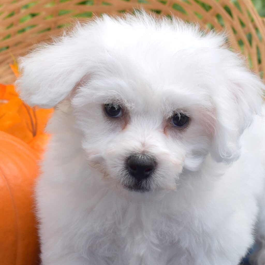 mini bichon frises for sale near me