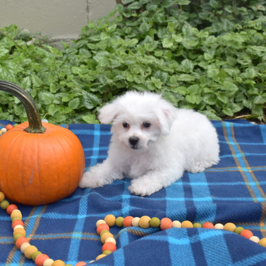 mini bichon frises for sale near me in pa