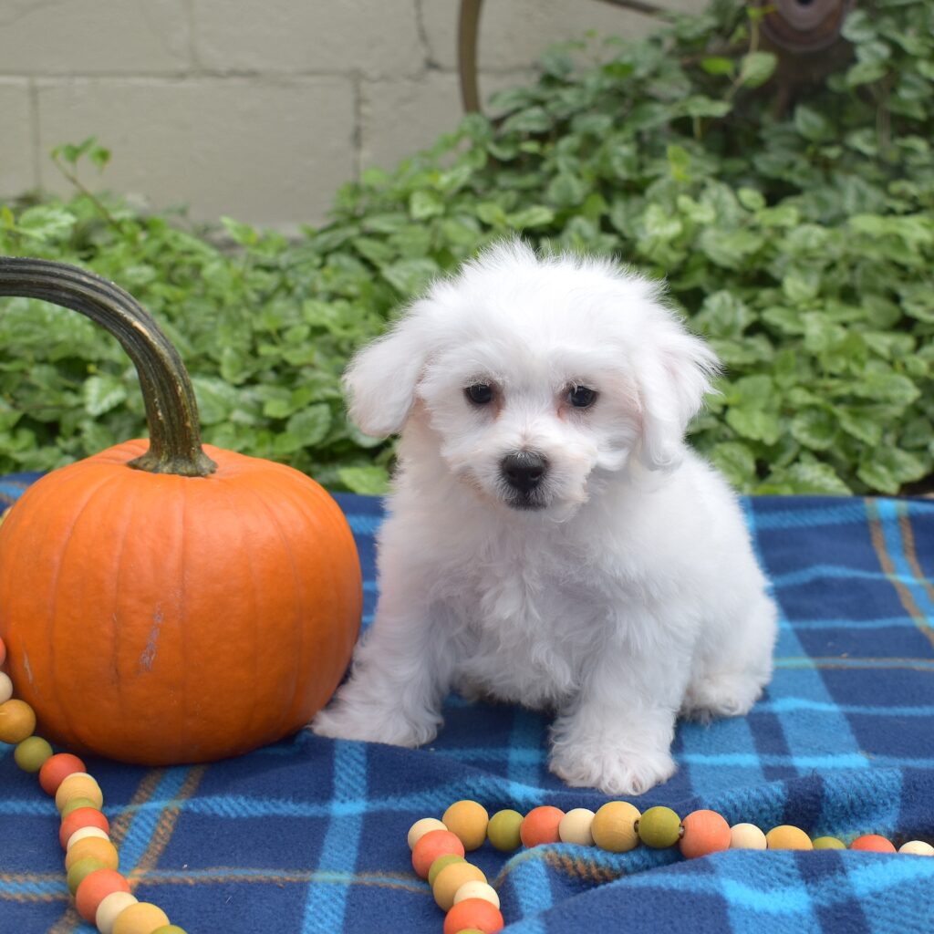 mini bichon frises for sale pa