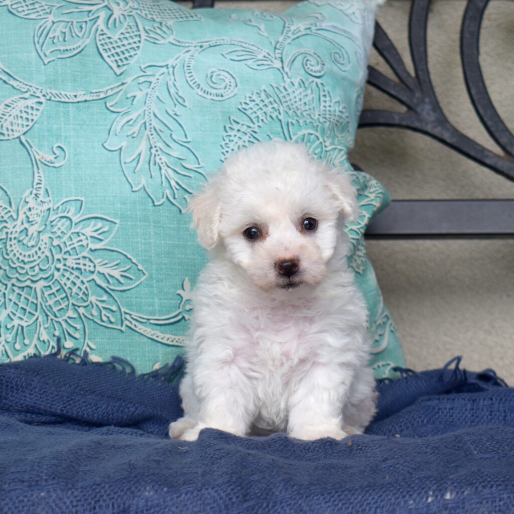 mini bichon pa