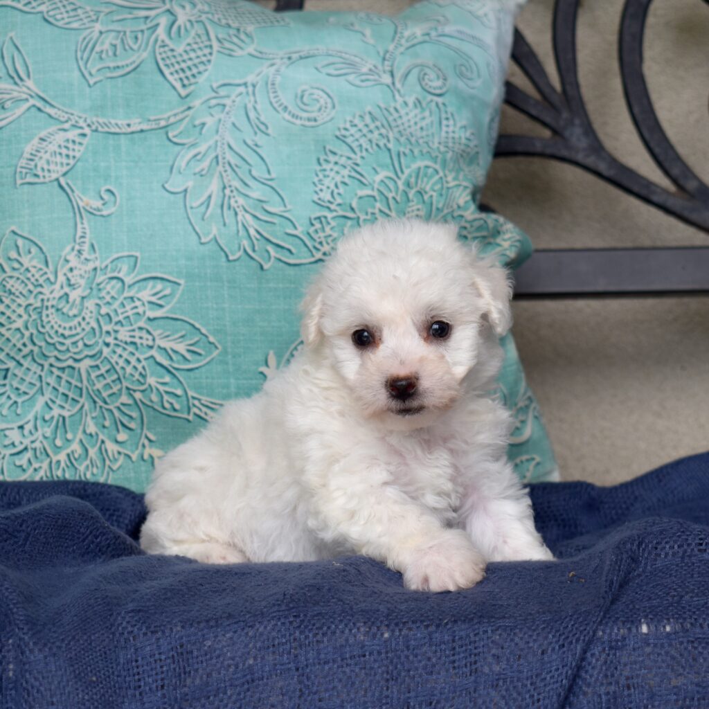 mini bichon puppies