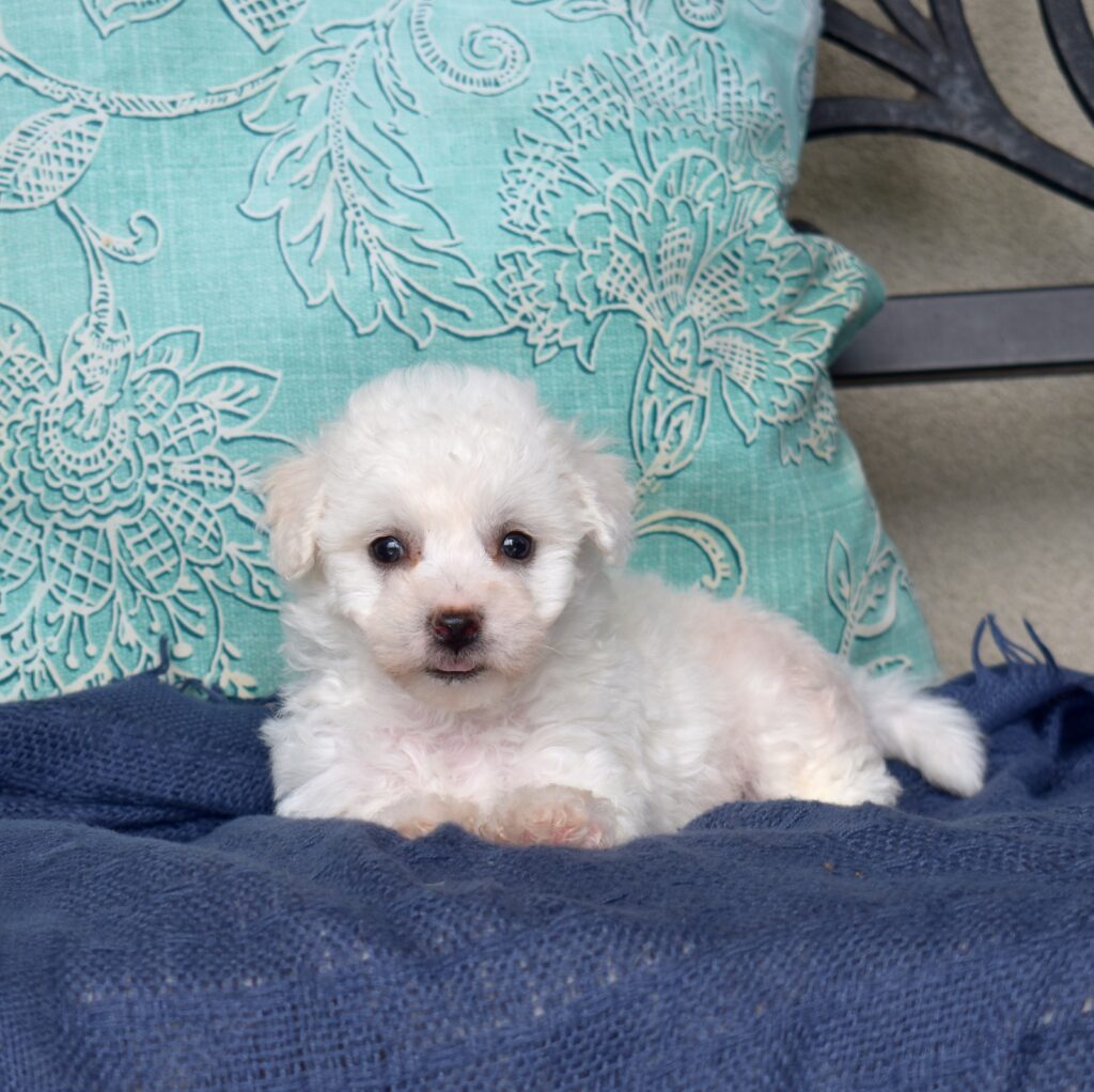 mini bichon puppy for sale near me