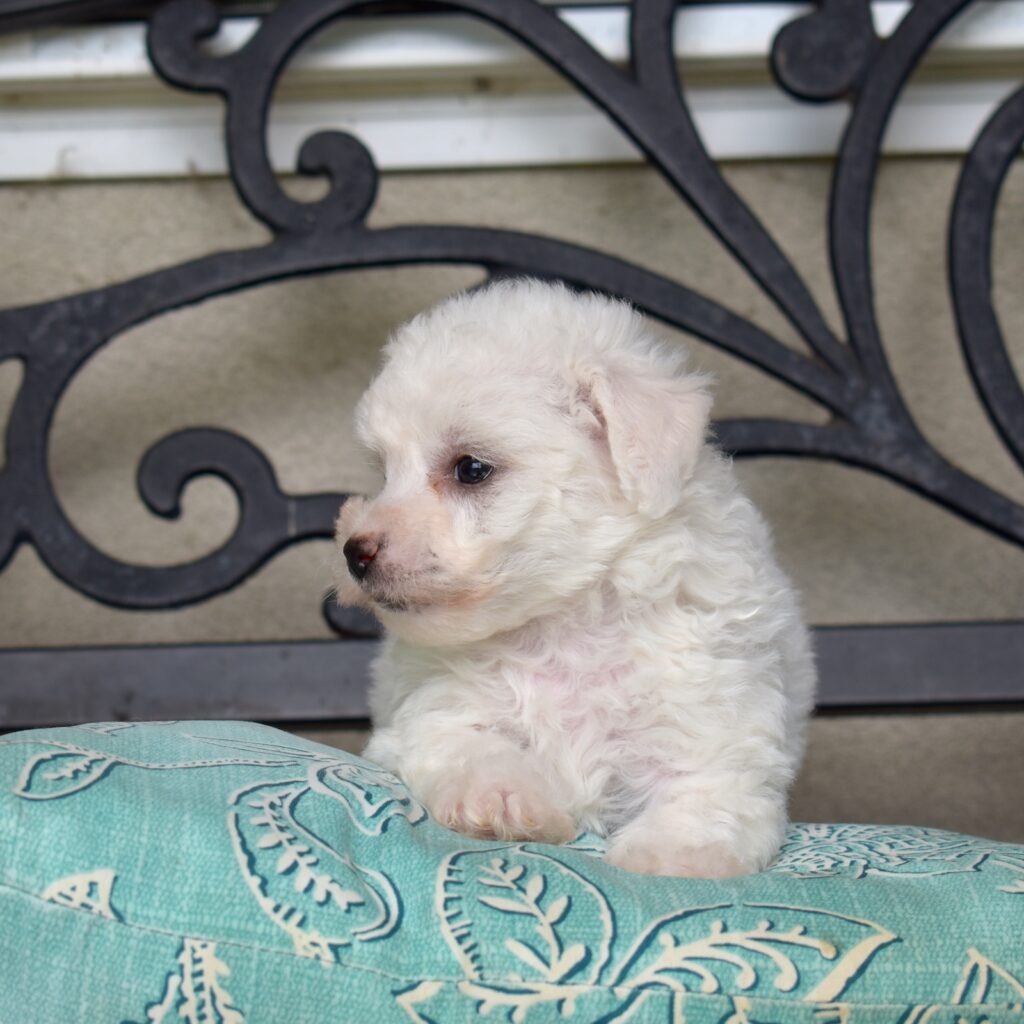 mini bichon puppy for sale_