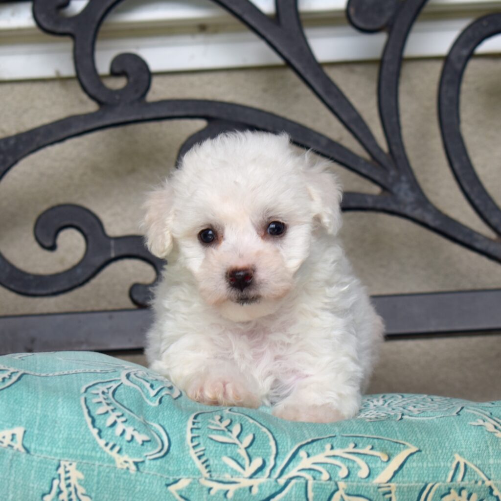 mini bichons