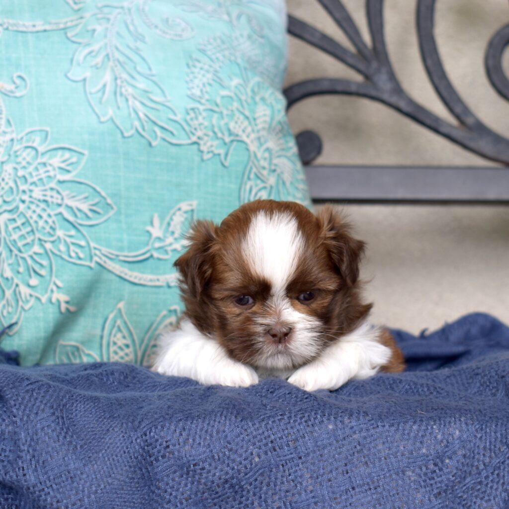 shih tzu breeder