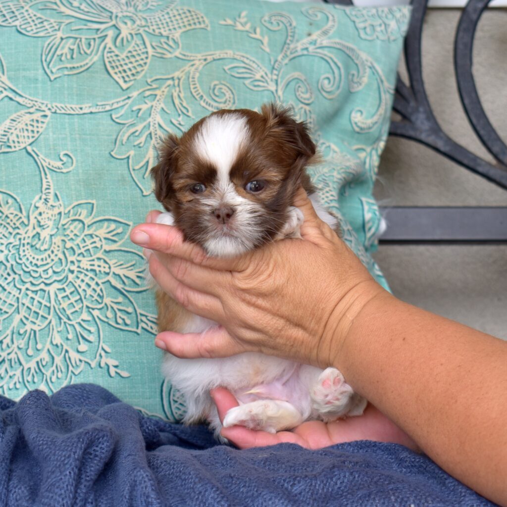 shih tzu breeder near me
