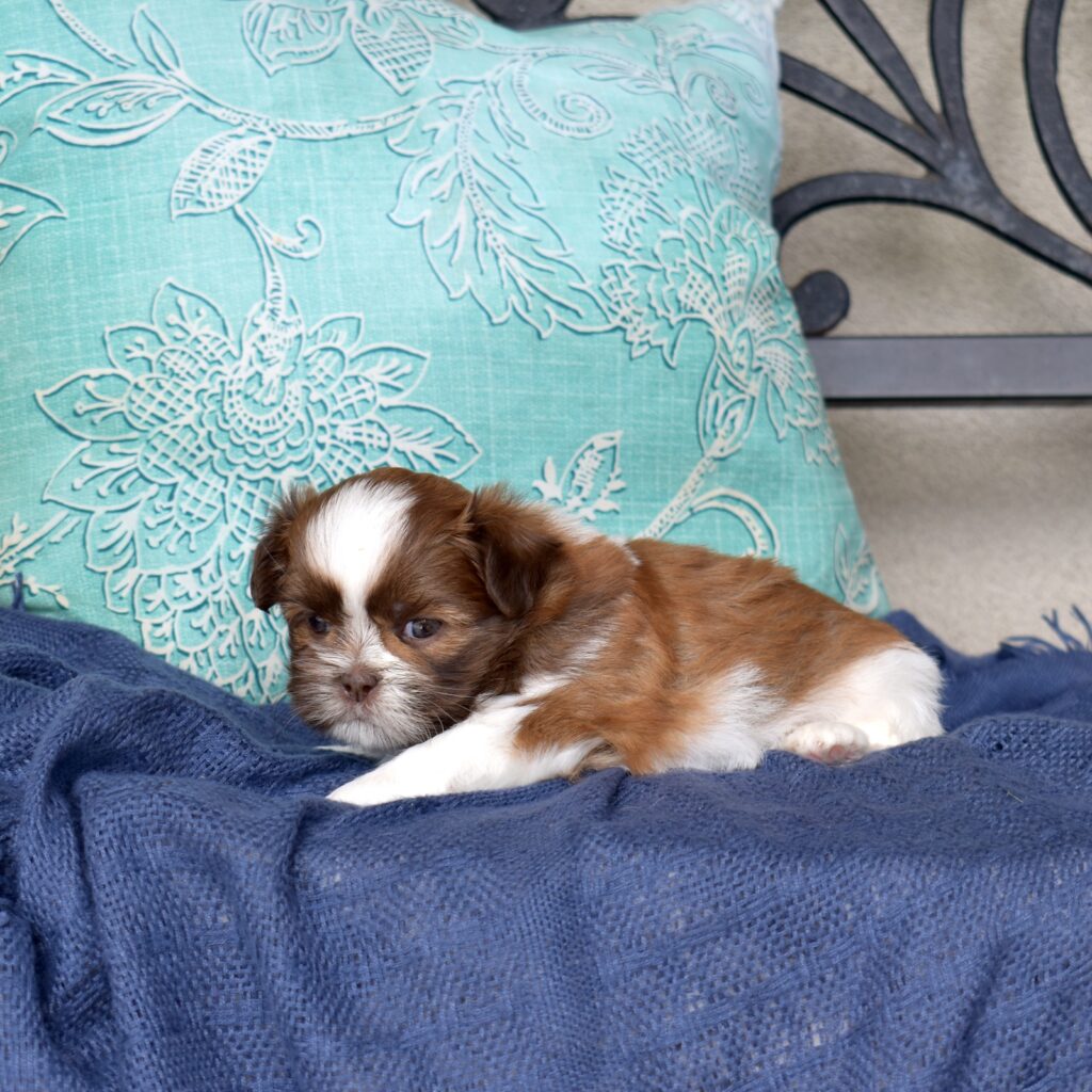 shih tzu breeder pa