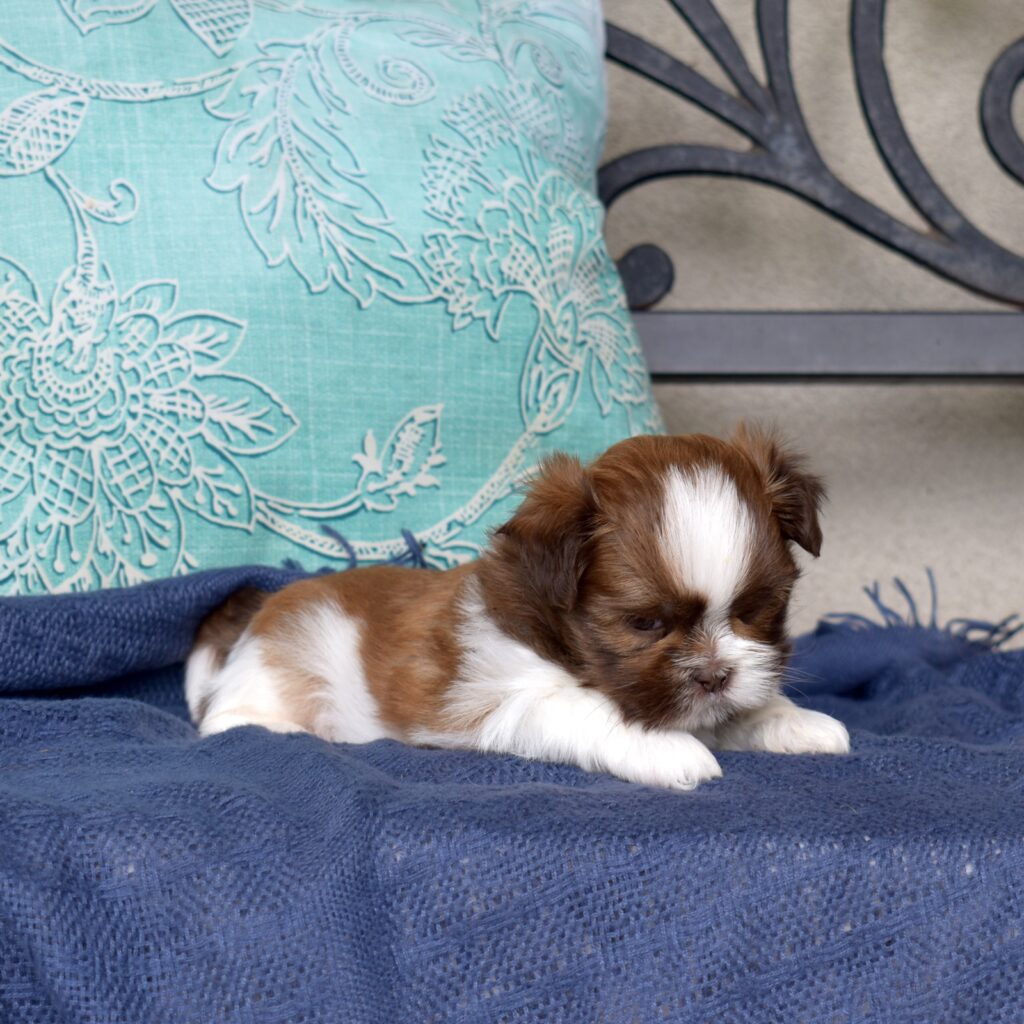 shih tzu breeders