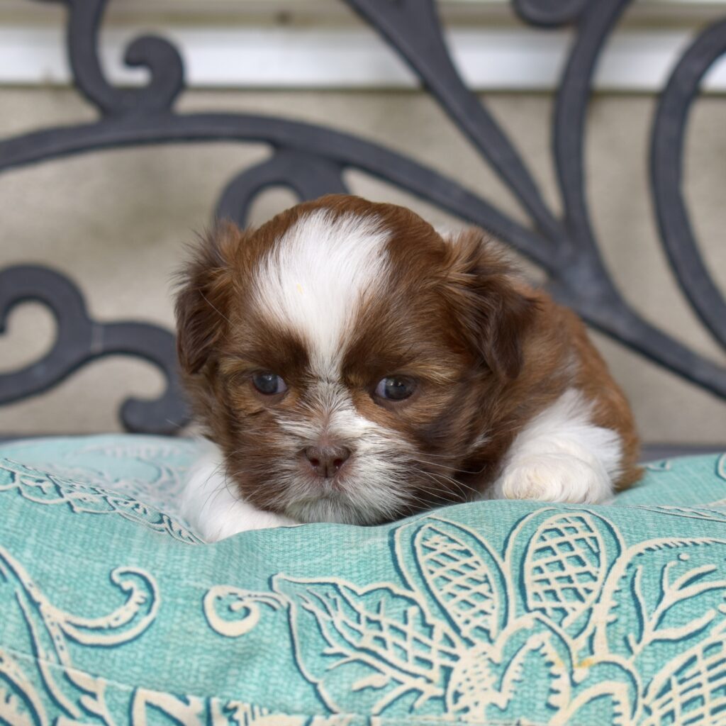 shih tzu breeders pa