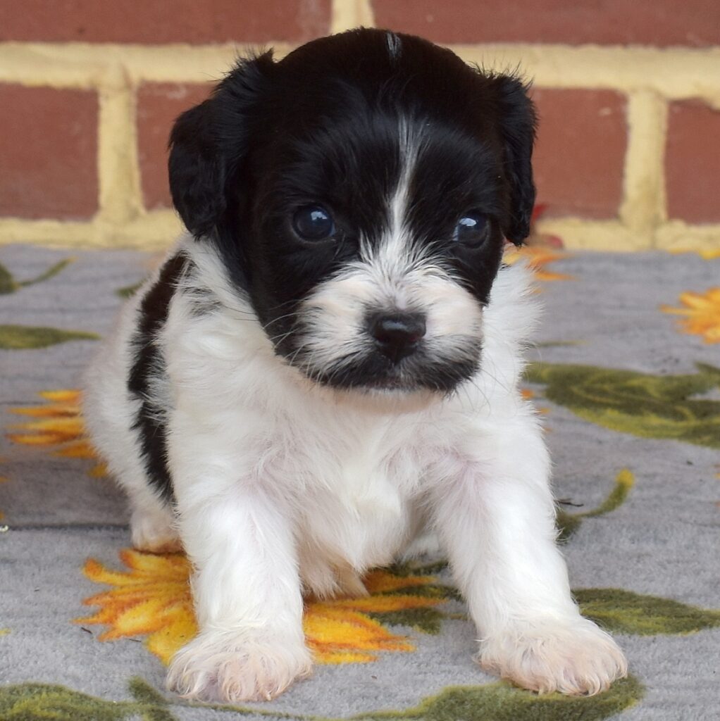 cavachon mix