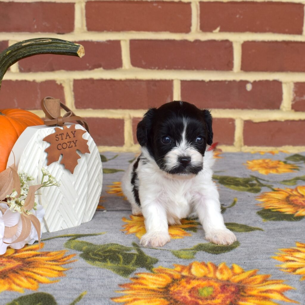 cavachon mix puppies