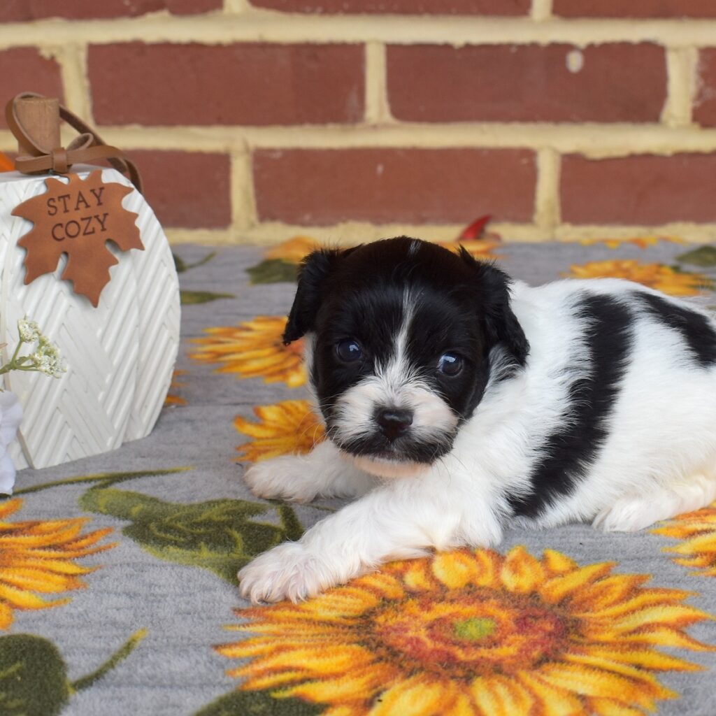 cavachon mix puppies for sale