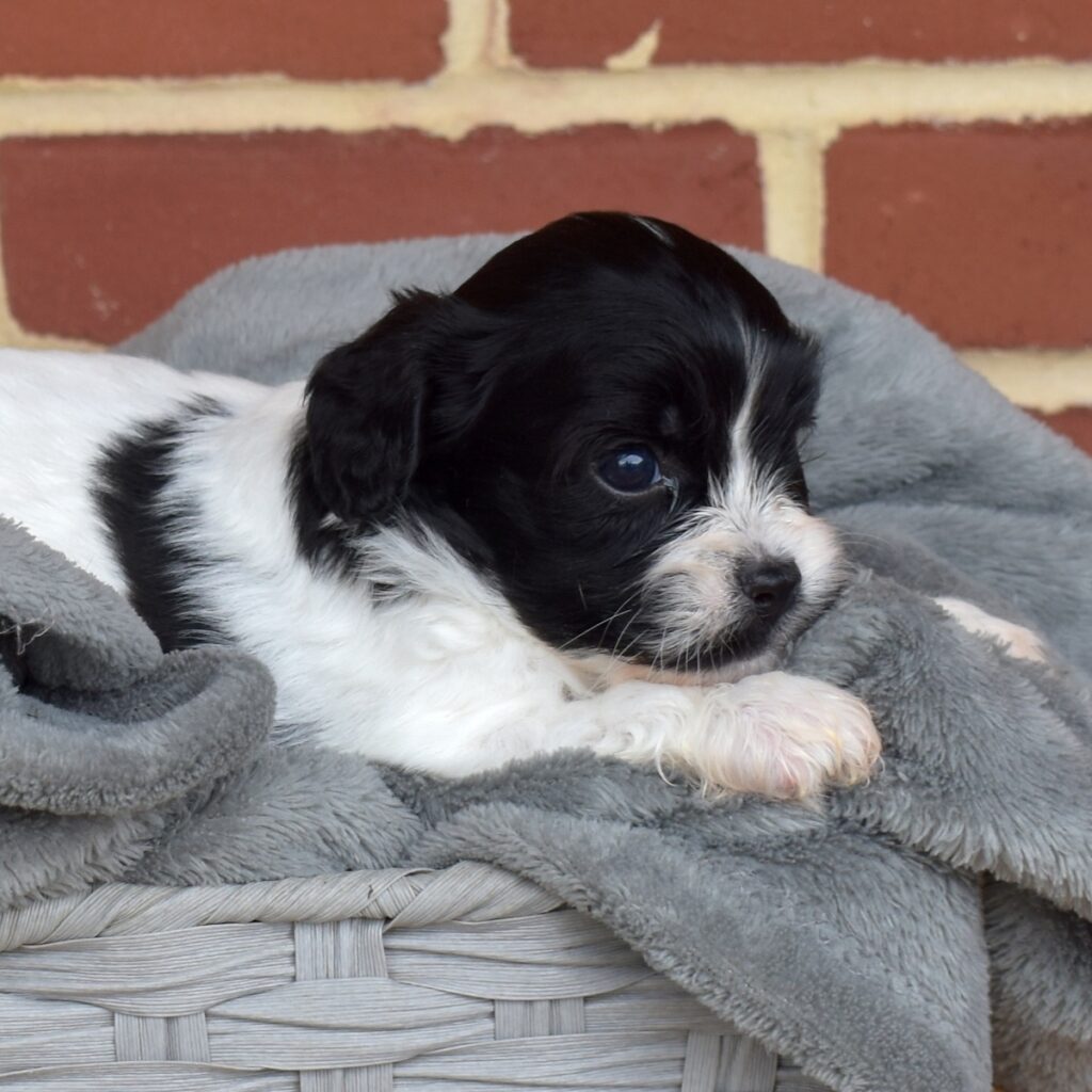 cavachon mix puppies near me