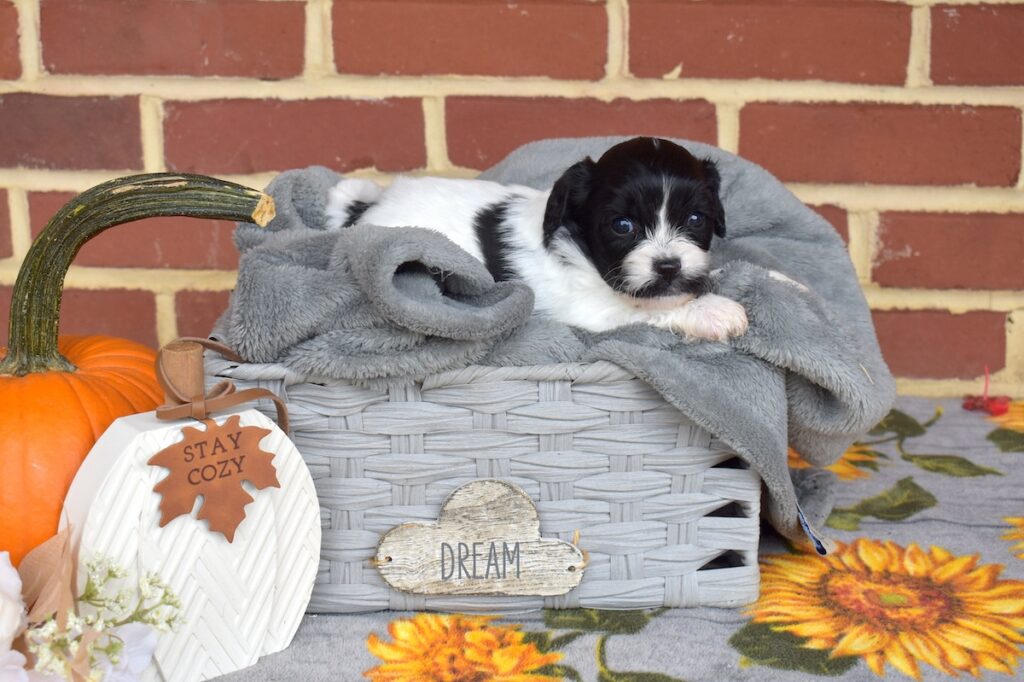 cavachon mix puppies near nj