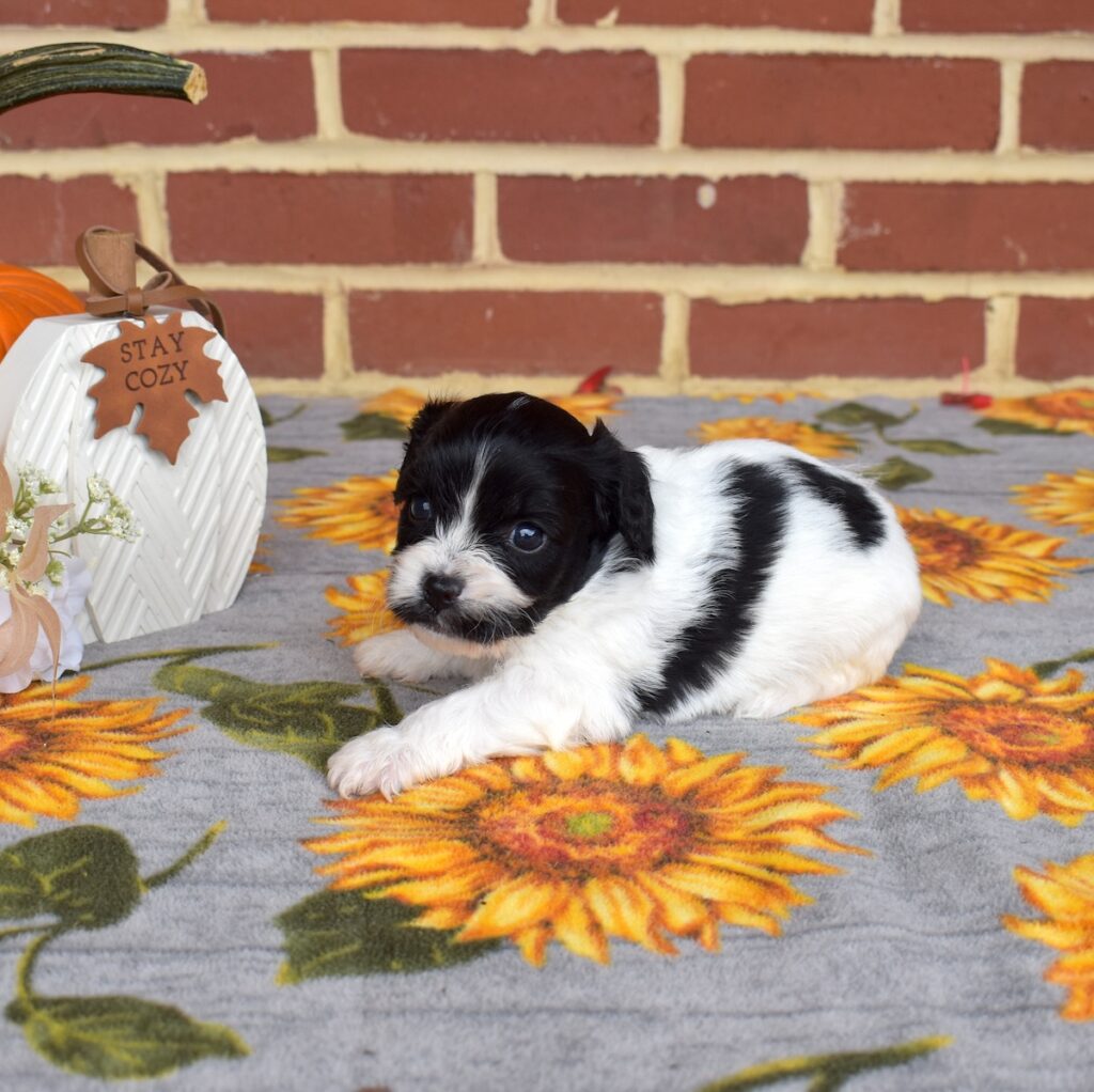 cavachon mix puppies pa