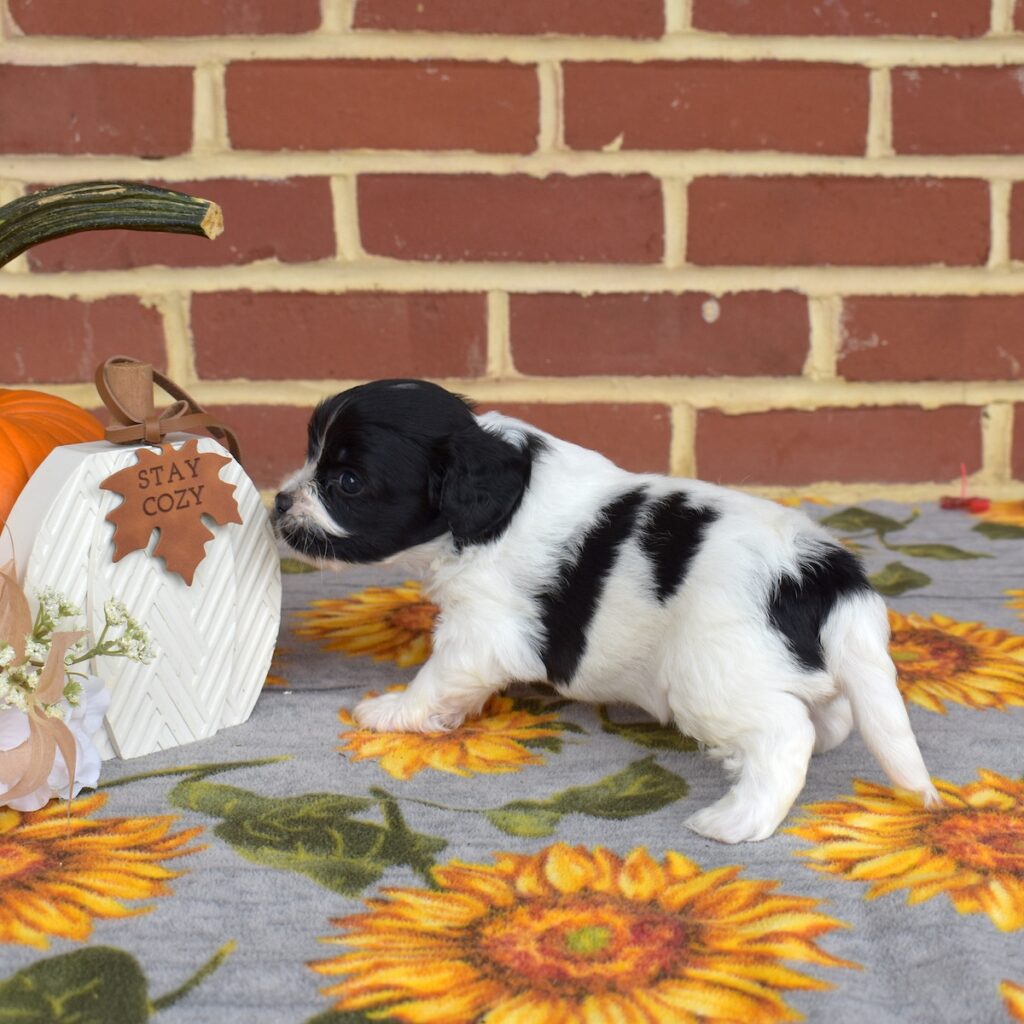 cavachon mix puppy