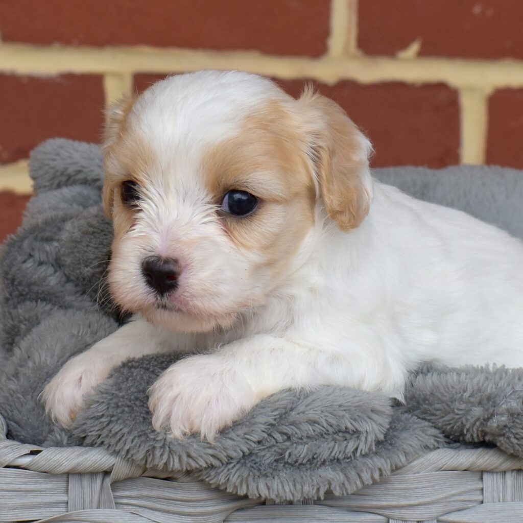 cavalier king charles mix puppies