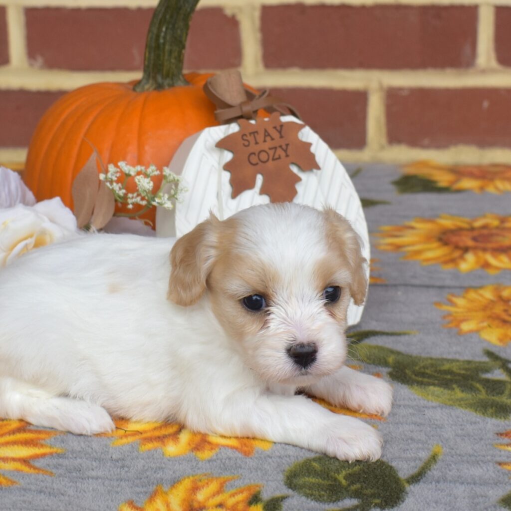 cavalier king charles mix puppies for sale