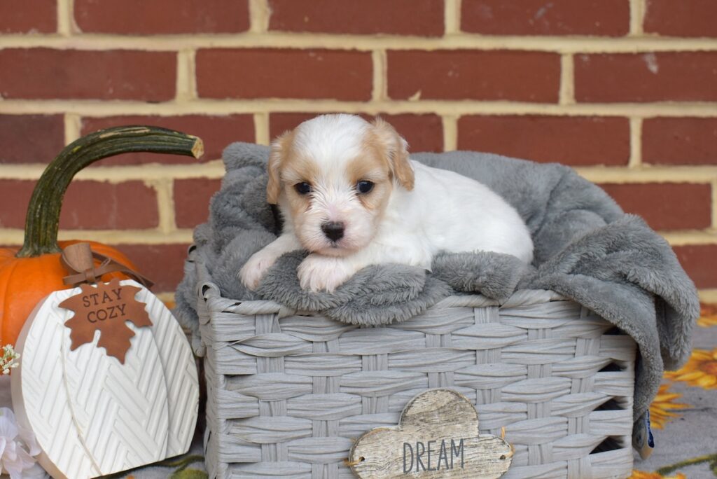 cavalier king charles mix puppies for sale near dc