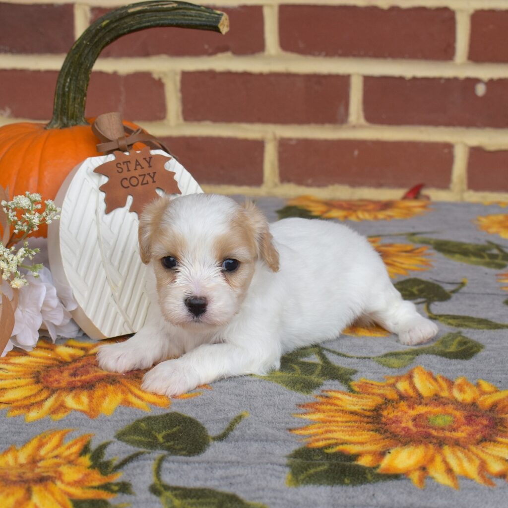 cavalier king charles mix puppies for sale near me